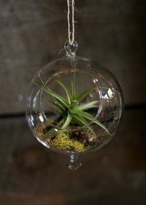 glass hanging globe tillandsia (airplant) tillarium kit