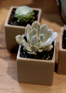 ceramic 3.5" square planter in 3 colors