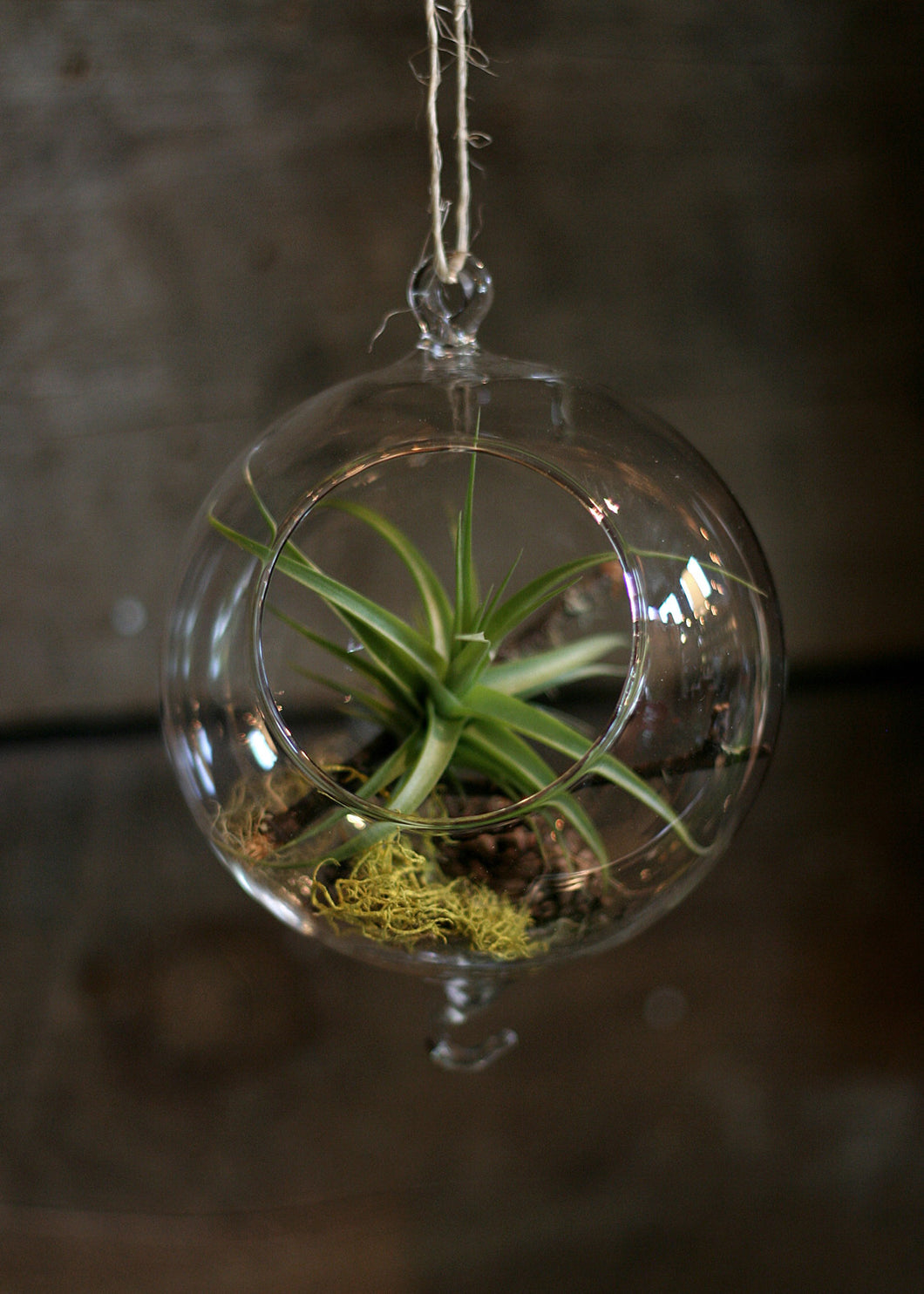 glass hanging globe tillandsia (airplant) tillarium kit